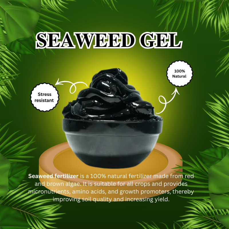 seaweed gel seaweed gel